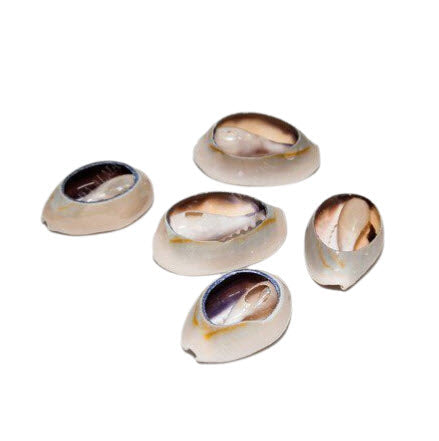 ZenNatural_Búzio Aberto – 50 grs.