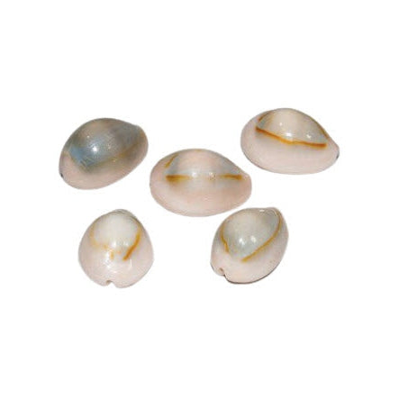 ZenNatural_Búzio Fechado – 50 grs