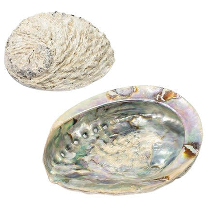ZenNatural_Concha de Abalone – 15/16