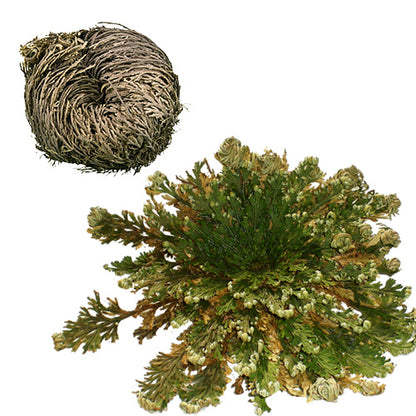 ZenNatural_products-rosa-de-jerico-transformacao2